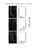 DIELECTROPHORESIS METHODS FOR DETERMINING A PROPERTY OF A PLURALITY OF     CANCER CELLS diagram and image