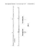 CAPSID-MODIFIED RAAV VECTOR COMPOSITIONS AND METHODS THEREFOR diagram and image