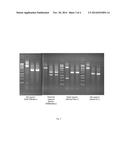 CONSTRUCTION OF A QUADRUPLE ENTEROTOXIN-DEFICIENT MUTANT OF BACILLUS     THURINGIENSIS diagram and image