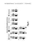 HETERODIMERIC FC REGIONS, BINDING MOLECULES COMPRISING SAME, AND METHODS     RELATING THERETO diagram and image