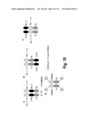 HETERODIMERIC FC REGIONS, BINDING MOLECULES COMPRISING SAME, AND METHODS     RELATING THERETO diagram and image