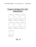 HETERODIMERIC FC REGIONS, BINDING MOLECULES COMPRISING SAME, AND METHODS     RELATING THERETO diagram and image