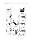 USE OF PDL1 EXPRESSING CELLS TO CONVERT T CELLS INTO REGULATORY T CELLS diagram and image