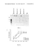 Conjugate With Target-Finding Ligand and Use Thereof diagram and image