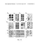 PROCESS OF FOOD PRESERVATION WITH HYDROGEN SULFIDE diagram and image