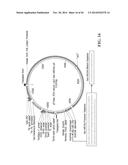 TRANSGENIC NON-HUMAN ANIMAL MODEL FOR ACCELERATED AGING AND/OR AGE-RELATED     SYMPTOM, AND USE THEREOF diagram and image