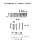 TRANSGENIC NON-HUMAN ANIMAL MODEL FOR ACCELERATED AGING AND/OR AGE-RELATED     SYMPTOM, AND USE THEREOF diagram and image