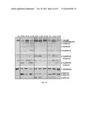 DEVICES AND METHODS FOR BIOMARKER DETECTION PROCESS AND ASSAY OF     NEUROLOGICAL CONDITION diagram and image