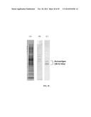 DEVICES AND METHODS FOR BIOMARKER DETECTION PROCESS AND ASSAY OF     NEUROLOGICAL CONDITION diagram and image