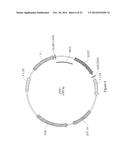 ANTIBODIES TO CCR2 diagram and image