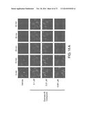 Anti-depression Compounds diagram and image