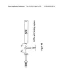 Micro-RNA Scaffolds, Non-naturally Occurring Micro-RNAs, and Methods for     Optimizing Non-naturally Occurring Micro-RNAs diagram and image