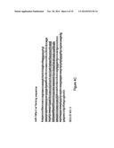 Micro-RNA Scaffolds, Non-naturally Occurring Micro-RNAs, and Methods for     Optimizing Non-naturally Occurring Micro-RNAs diagram and image