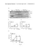 USE OF CITRAL FOR TREATING FOCAL SEGMENTAL GLOMERULOSCLEROSIS diagram and image