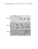 LOCK AND KEY COLLOIDS AND METHODS OF MANUFACTURE diagram and image