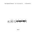 Feedstuffs for Aquaculture Comprising Stearidonic Acid diagram and image