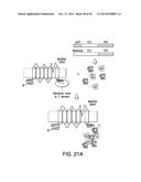 COMPOSITIONS AND METHODS TO MODULATE CELL ACTIVITY diagram and image