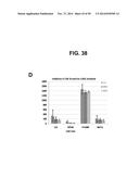 METHODS AND COMPOSITIONS FOR TREATMENT AND DIAGNOSIS OF FIBROSIS, TUMOR     INVASION, ANGIOGENESIS, AND METASTASIS diagram and image