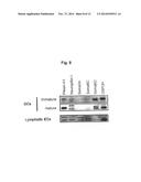 THERAPEUTIC AGENT FOR AUTOIMMUNE DISEASES OR ALLERGY, AND METHOD FOR     SCREENING FOR THE THERAPEUTIC AGENT diagram and image