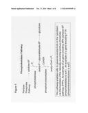 RECOMBINANT HOST CELLS COMPRISING PHOSPHOKETOLASES diagram and image