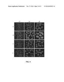 Hydrolytically Degradable Micellar Hydrogels diagram and image