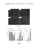 Hydrolytically Degradable Micellar Hydrogels diagram and image