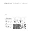 ENDOTHELIAL CELL PRODUCTION BY PROGRAMMING diagram and image