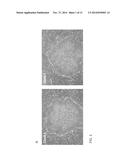 FEEDER-FREE DERIVATION OF HUMAN-INDUCED PLURIPOTENT STEM CELLS WITH     SYNTHETIC MESSENGER RNA diagram and image