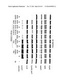 MULTIVALENT FIBRONECTIN BASED SCAFFOLD DOMAIN PROTEINS diagram and image