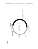 NOVEL REPRESSOR ON IFN-LAMBDA PROMOTER AND SIRNA AGAINST ZEB1 AND BLIMP-1     TO INCREASE IFN-LAMBDA GENE ACTIVITY diagram and image