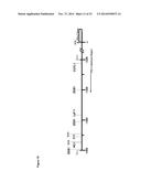 NOVEL REPRESSOR ON IFN-LAMBDA PROMOTER AND SIRNA AGAINST ZEB1 AND BLIMP-1     TO INCREASE IFN-LAMBDA GENE ACTIVITY diagram and image