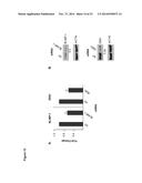 NOVEL REPRESSOR ON IFN-LAMBDA PROMOTER AND SIRNA AGAINST ZEB1 AND BLIMP-1     TO INCREASE IFN-LAMBDA GENE ACTIVITY diagram and image