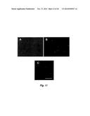  Self-Regulating Device for Modulating Inflammation  diagram and image