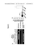 METHOD FOR INDUCING IMMUNE TOLERANCE THROUGH TARGETTED GENE EXPRESSION diagram and image