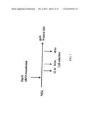 RETINOID-LIPOSOMES FOR TREATING FIBROSIS diagram and image