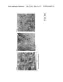 IN VIVO LABEL-FREE HISTOLOGY BY PHOTOACOUSTIC MICROSCOPY OF CELL NUCLEI diagram and image