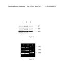 BACULOVIRUS EXPRESSION SYSTEMS diagram and image