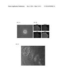 METHODS AND PRODUCTS FOR TRANSFECTING CELLS diagram and image