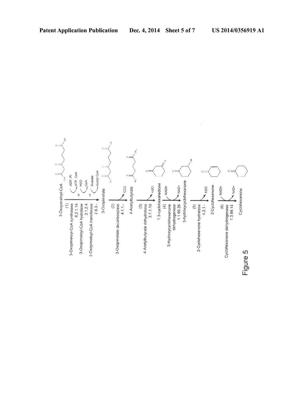 ORGANISMS FOR THE PRODUCTION OF CYCLOHEXANONE - diagram, schematic, and image 06