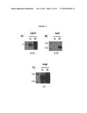 Reprogrammation of Eukaryotic Cells with Engineered Microvesicles diagram and image