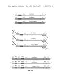 SINGLE CELL BAR-CODING FOR ANTIBODY DISCOVERY diagram and image