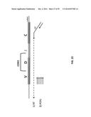 SINGLE CELL BAR-CODING FOR ANTIBODY DISCOVERY diagram and image