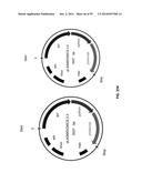 SINGLE CELL BAR-CODING FOR ANTIBODY DISCOVERY diagram and image