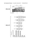 Compositions for Diagnosis and Therapy of Diseases Associated with     Aberrant Expression of Futrins (R-Spondins) and/or Wnt diagram and image