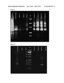 TOOLS AND METHODS FOR EXPRESSION OF MEMBRANE PROTEINS diagram and image