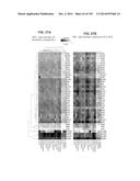 GENE EXPRESSION SIGNATURES OF NEOPLASM RESPONSIVENESS TO THERAPY diagram and image