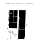 BODIPY STRUCTURE FLUORESCENCE PROBES FOR DIVERSE BIOLOGICAL APPLICATIONS diagram and image