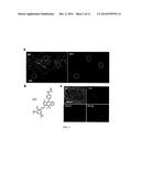 BODIPY STRUCTURE FLUORESCENCE PROBES FOR DIVERSE BIOLOGICAL APPLICATIONS diagram and image