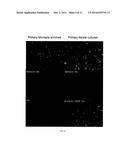 BODIPY STRUCTURE FLUORESCENCE PROBES FOR DIVERSE BIOLOGICAL APPLICATIONS diagram and image