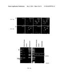 BODIPY STRUCTURE FLUORESCENCE PROBES FOR DIVERSE BIOLOGICAL APPLICATIONS diagram and image